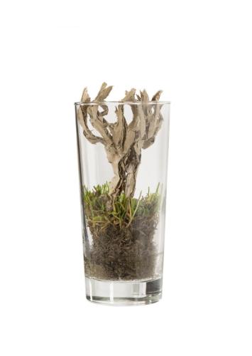 Terrarium-2013-Verre-herbe-carton